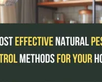 Natural Monsoon Cleaning Hacks: Pest Control Tips for Indian Homes