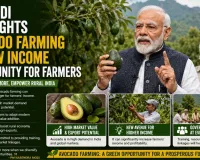 PM Modi Highlights Avocado Farming as New Income Opportunity for Farmers