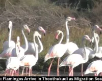 Tamil Nadu: Flamingos Arrive in Thoothukudi Wetlands