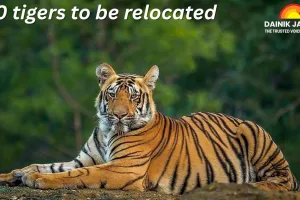 10 tigers from Madhya Pradesh to be relocated