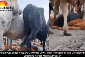 Govardhan Puja 2025: Villagers Lie Under Cows, Walk Through Fire and Celebrate Buffalo Wrestling Across Madhya Pradesh
