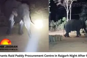 Elephants Raid Paddy Procurement Centre in Raigarh Night After Night