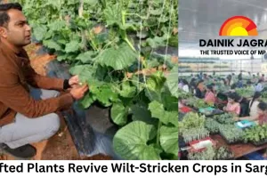 Grafted Plants Revive Wilt-Stricken Crops in Sarguja; Young Farmer Provides Employment to 400 Women Across 17 States