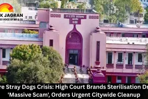 Indore Stray Dogs Crisis: High Court Brands Sterilisation Drive a 'Massive Scam', Orders Urgent Citywide Cleanup