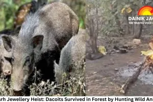 Rajgarh Jewellery Heist: Dacoits Survived in Forest by Hunting Wild Animals, Three Arrested After 40-Hour Police Operation