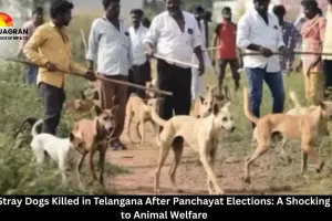  900 Stray Dogs Killed in Telangana After Panchayat Elections: A Shocking Blow to Animal Welfare
