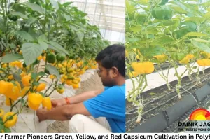 Bastar Farmer Pioneers Green, Yellow, and Red Capsicum Cultivation in Polyhouse
