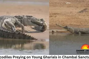 Crocodiles Preying on Young Gharials in Chambal Sanctuary, Radio Tracking Confirms Predation