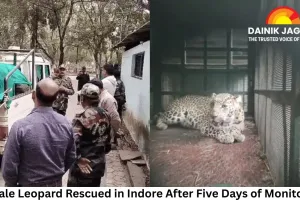 Female Leopard Rescued in Indore After Five Days of Monitoring; To Be Released Into Forest