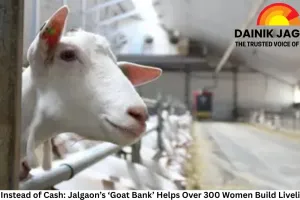 Goats Instead of Cash: Jalgaon’s ‘Goat Bank’ Helps Over 300 Women Build Livelihoods