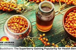 Sea Buckthorn: The Superberry Gaining Popularity for Health Benefits