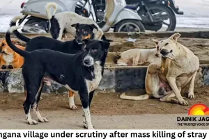 Telangana village under scrutiny after mass killing of stray dogs; sarpanch accused of orchestrating poisonings