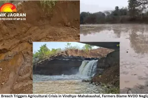 Canal Breach Triggers Agricultural Crisis in Vindhya–Mahakaushal, Farmers Blame NVDD Negligence