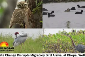 Climate Change Disrupts Migratory Bird Arrival at Bhopal Wetlands, Numbers Stall at 50–60%