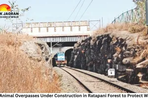 Four Animal Overpasses Under Construction in Ratapani Forest to Protect Wildlife