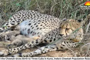 Gamini the Cheetah Gives Birth to Three Cubs in Kuno, India’s Cheetah Population Reaches 38