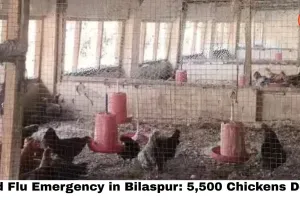 Bird Flu Emergency in Bilaspur: 5,500 Chickens Dead, 22,000 Birds Culled, Chicken & Egg Sales Banned in 10-km Zone