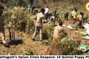 Chhattisgarh's Opium Crisis Deepens: 18 Quintal Poppy Plants Worth ₹1.75 Crore Seized in Balrampur — Jharkhand Border Connection, Rajasthan Seed Supplier Arrested, Durg BJP Farm Scandal Widens
