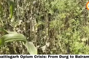 Chhattisgarh Opium Crisis: From Durg to Balrampur, Illegal Poppy Fields Spread — Bhupesh Baghel Demands Action, BJP Fires Back