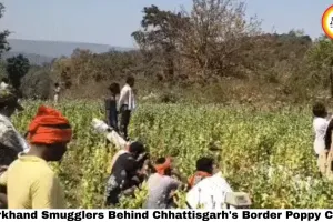 Jharkhand Smugglers Behind Chhattisgarh's Border Poppy Crisis: Ambikapur's Drug Network Exposes the State's Opium Emergency