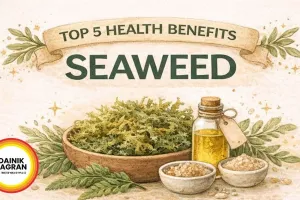 Marine Medicine: How ICAR-CMFRI's Seaweed Nutraceuticals Are Revolutionising Natural Immunity in 2026
