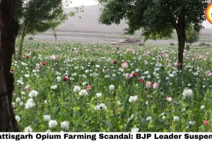 Chhattisgarh Opium Farming Scandal: BJP Leader Suspended, Congress Storms Assembly as Durg's Drug Shocker Goes Political