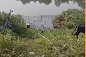 Illegal Opium Cultivation Found in BJP Leader’s Farm, Police Uproot Entire Crop