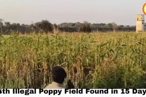 Chhattisgarh Opium Farming Crisis: 4th Illegal Poppy Field Found in 15 Days — Raigarh Case Exposes State-Wide Drug Cultivation Network