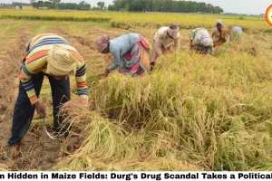 Opium Hidden in Maize Fields: Durg's Drug Scandal Takes a Political Turn as Sarpanch Points Finger at BJP's Kisan Morcha Chief