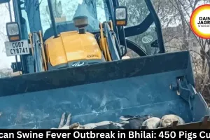 African Swine Fever Outbreak in Bhilai: 450 Pigs Culled