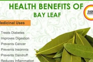 Bel Leaves For Summer 2026: Natural Shield Against Stomach Flu