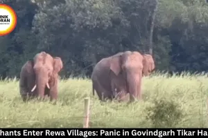 Elephants Enter Rewa Villages: Panic in Govindgarh Tikar Hardua