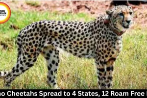 Kuno Cheetahs Spread to 4 States, 12 Roam Free Now