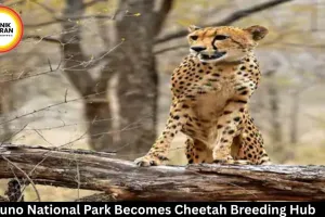 Kuno National Park Becomes Cheetah Breeding Hub