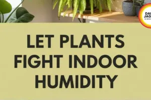  Living Curtains: How Indoor Plants Are Natural Air Coolers in 2026