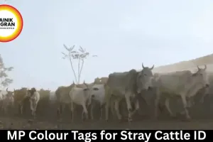 MP Colour Tags for Stray Cattle ID