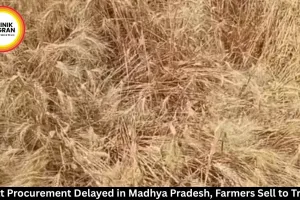 Wheat Procurement Delayed in Madhya Pradesh, Farmers Sell to Traders