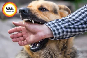 Bhopal Reports 81 Dog Bite Cases Daily Despite Crores Spent