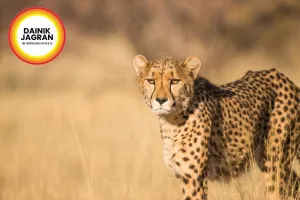 Cheetah KGP-1 Spotted Again in Gwalior’s Bhitarwar Region