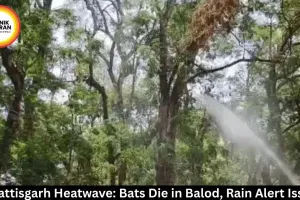  Chhattisgarh Heatwave: Bats Die, Rain Alert Issued