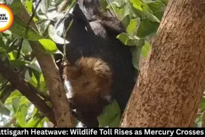 Chhattisgarh Heatwave: Hundreds of Birds and Animals Perish