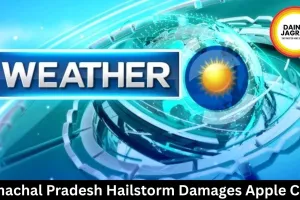 Himachal Pradesh Hailstorm Damages Apple Crop