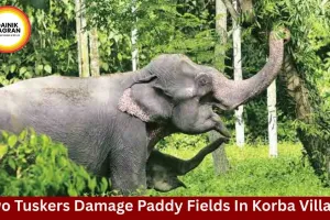 Two Tusker Elephants Destroy Paddy Crops in Korba Village