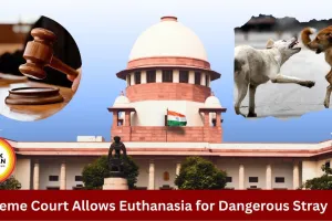 Supreme Court Says Dangerous Stray Dogs Can Be Given Euthanasia, Public Safety Is Priority