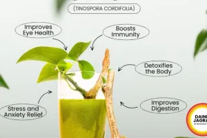 Giloy for Summer Immunity Natural Health Hack 2026 India