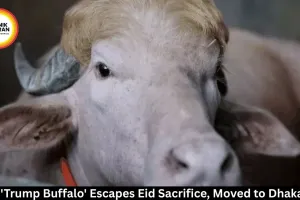 Bangladesh Rescues Viral 'Trump Buffalo' From Eid Sacrifice