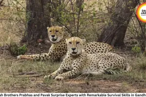 Cheetah Brothers Prabhas and Pavak Surprise Experts with Remarkable Survival Skills in Gandhi Sagar