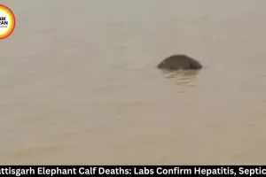 Chhattisgarh Elephant Calf Deaths: Hepatitis, Septicemia Confirmed
