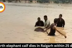 Fourth elephant calf dies in Raigarh; body found in Mand river