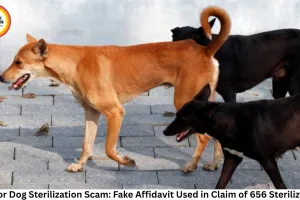 Gwalior Dog Sterilization Scam: Fake Affidavit Used in Claim of 656 Sterilizations, Vet Booked for Fraud